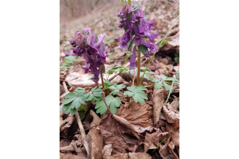 Corydalis solida -2586