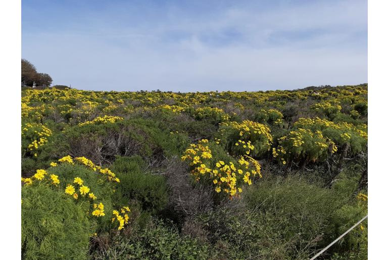 Coreopsis gigantea -2589