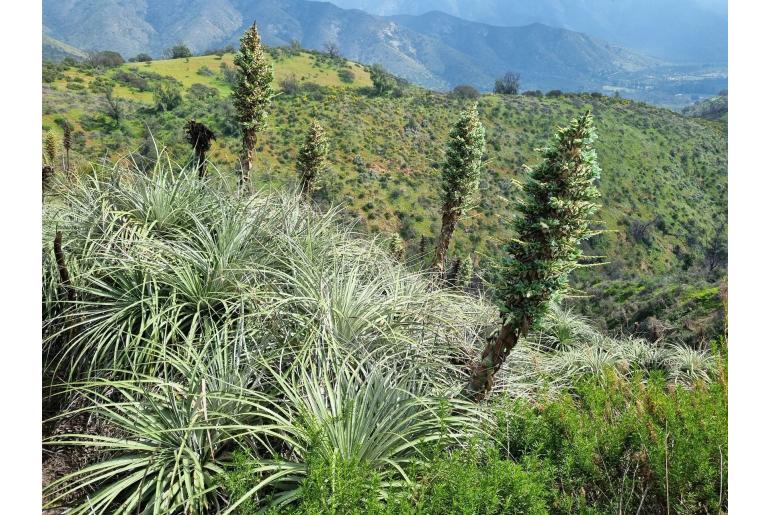 Puya alpestris -2598