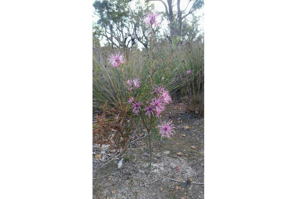 Prachtige isopogon