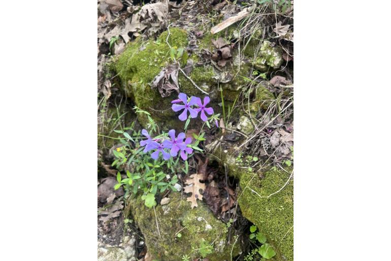 Phlox divaricata -2625