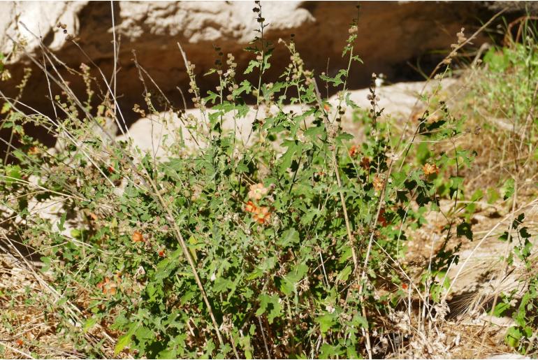 Sphaeralcea fendleri -2635