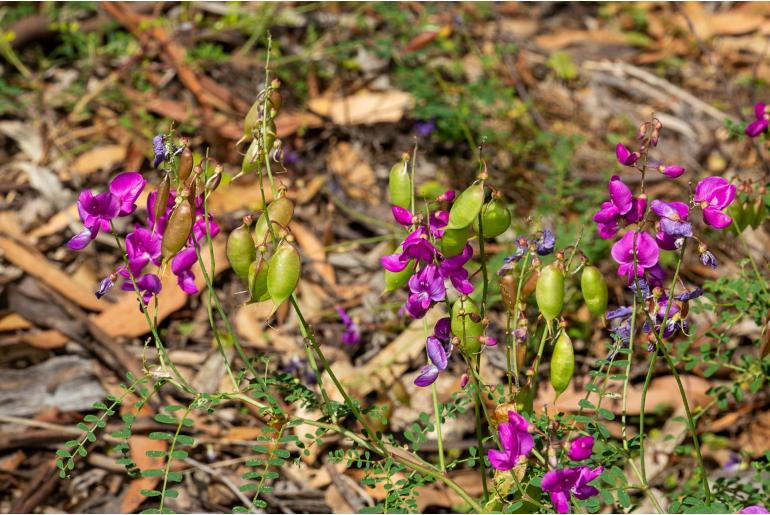 Swainsona galegifolia -2637