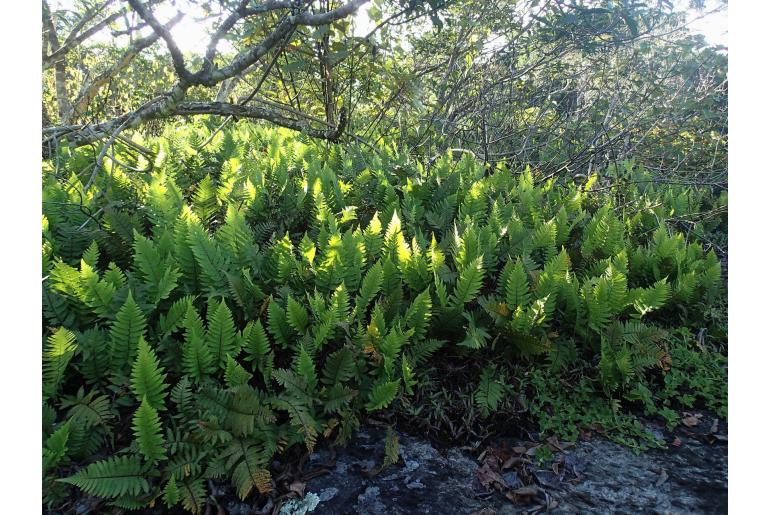 Arthropteris orientalis -2674