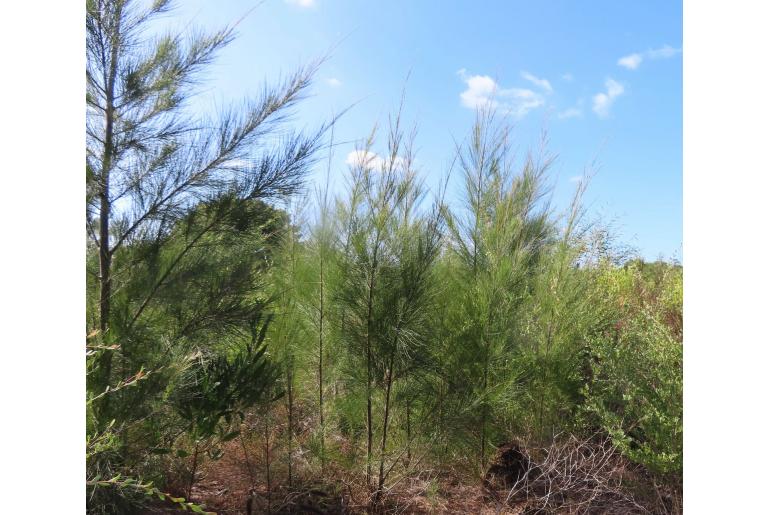 Casuarina cunninghamiana -2676