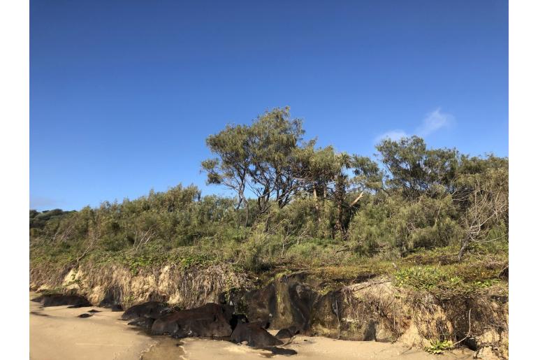 Casuarina equisetifolia -2677