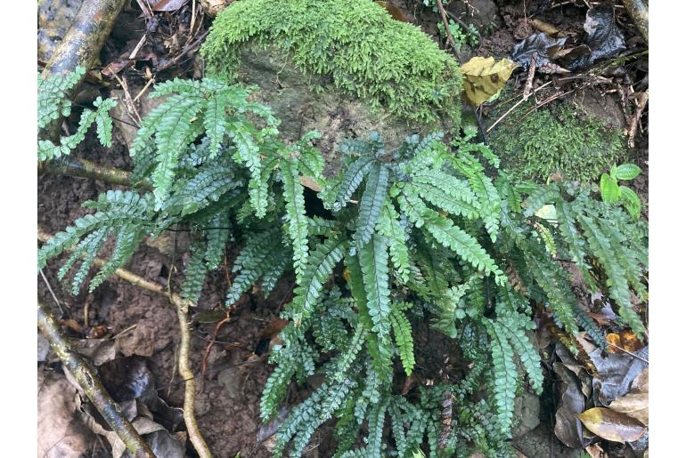 Adiantum hispidulum -2679