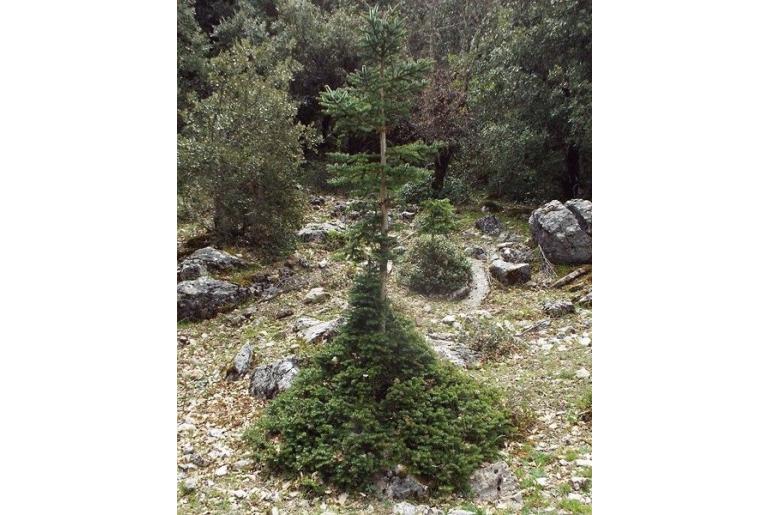 Abies pinsapo ssp marocana -2680