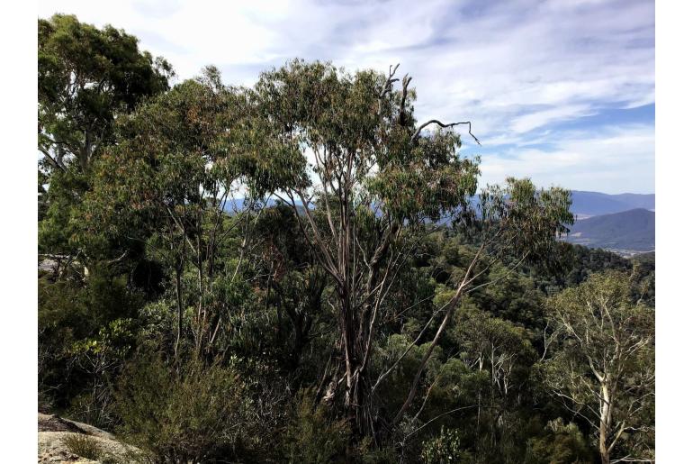 Eucalyptus chapmaniana -2681