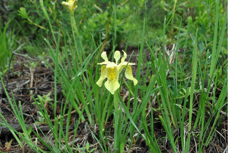 Iris forrestii -2682