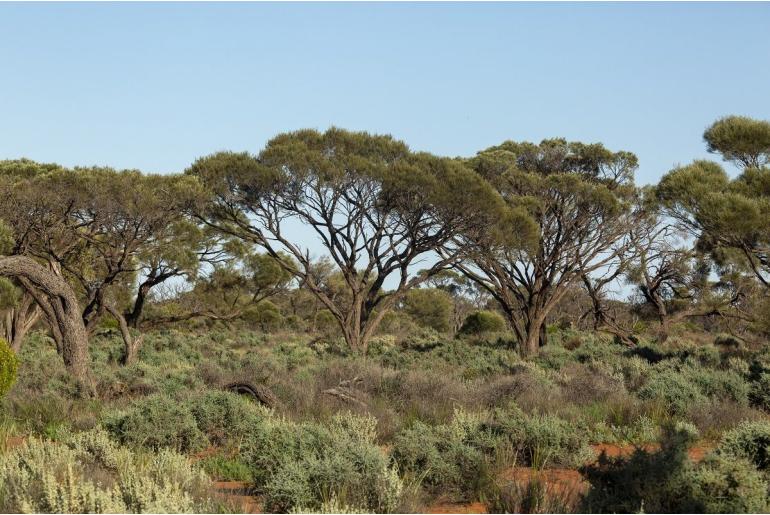 Acacia papyrocarpa -2683