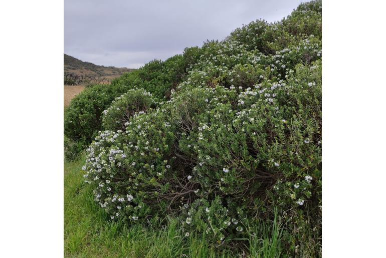 Veronica elliptica -2691