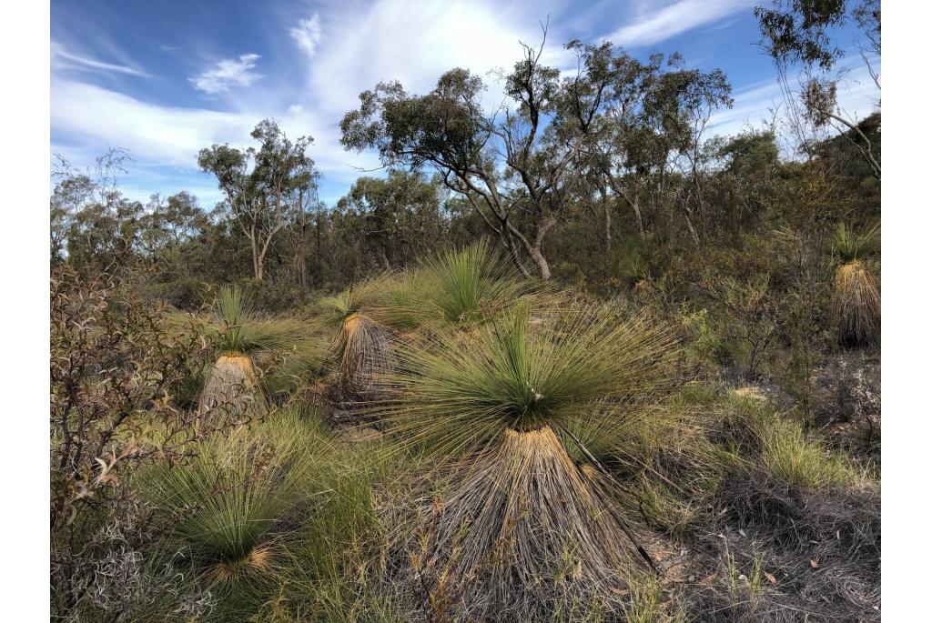 Johnson's grasboom