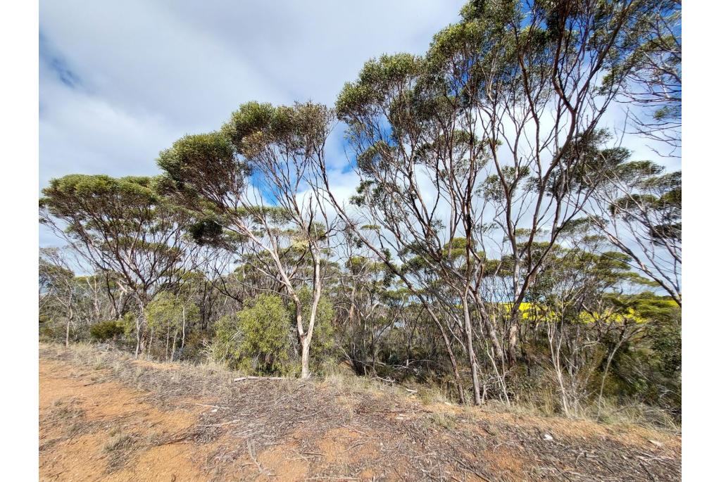 Heuvel Eucalyptus