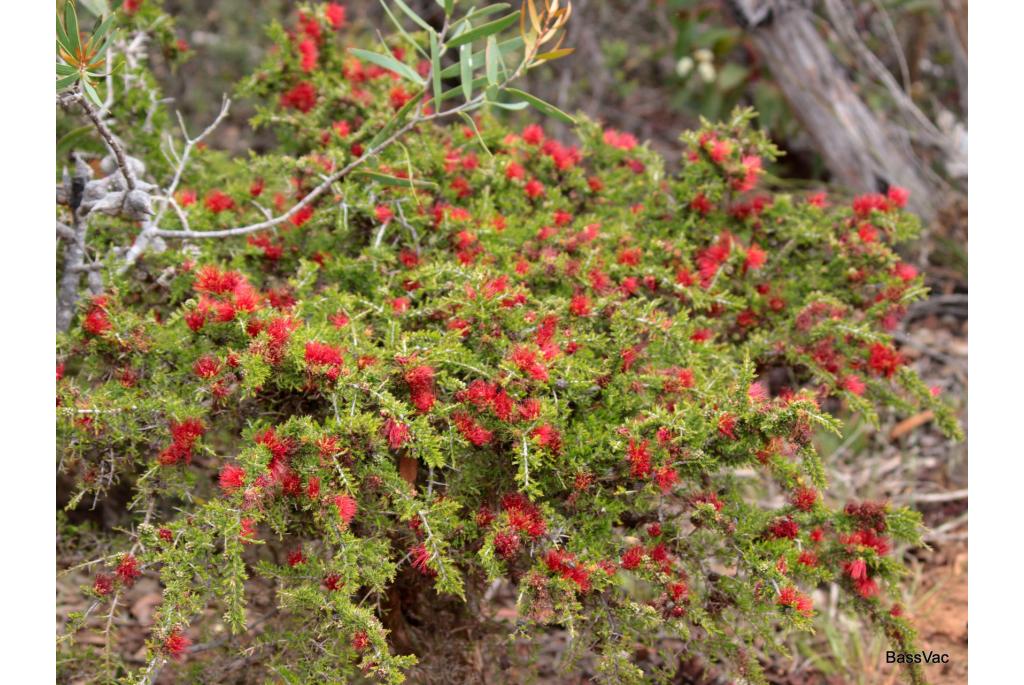 Stirling Range Melaleuca