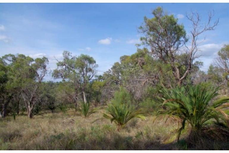 Allocasuarina fraseriana -2722