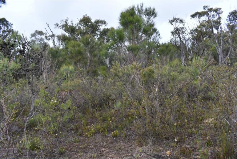 Allocasuarina humilis -2726