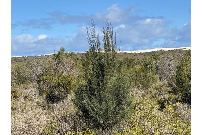 Allocasuarina lehmanniana -2727