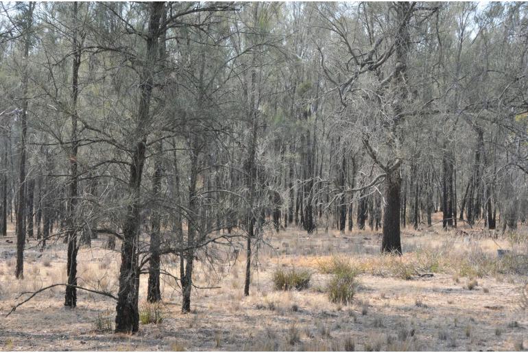 Allocasuarina luehmannii -2729