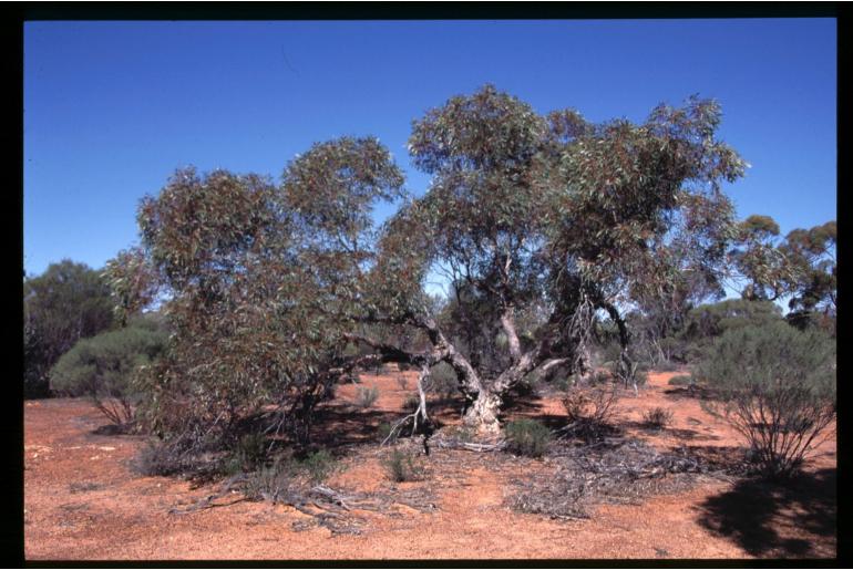 Eucalyptus cometae-vallis -2732