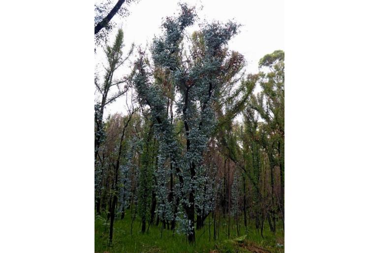 Eucalyptus conspicua -2734