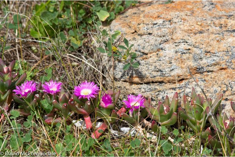 Carpobrotus virescens -2755