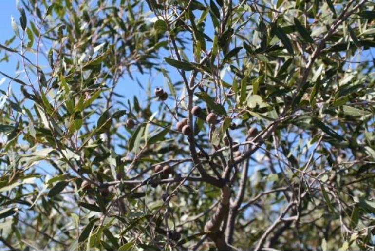 Corymbia haematoxylon -2764