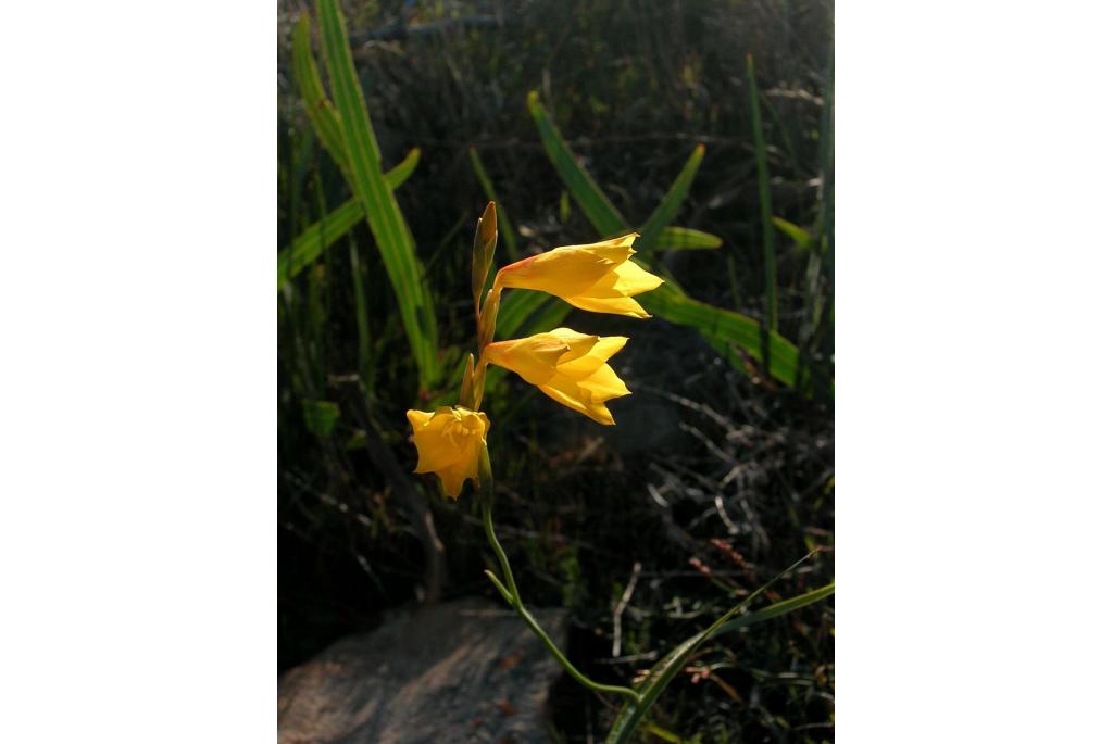 Gouden Gladiolus