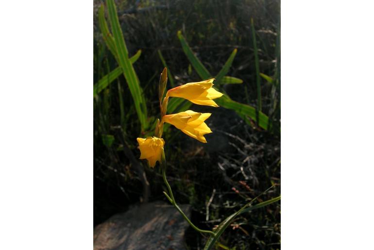 Gladiolus aureus -2767