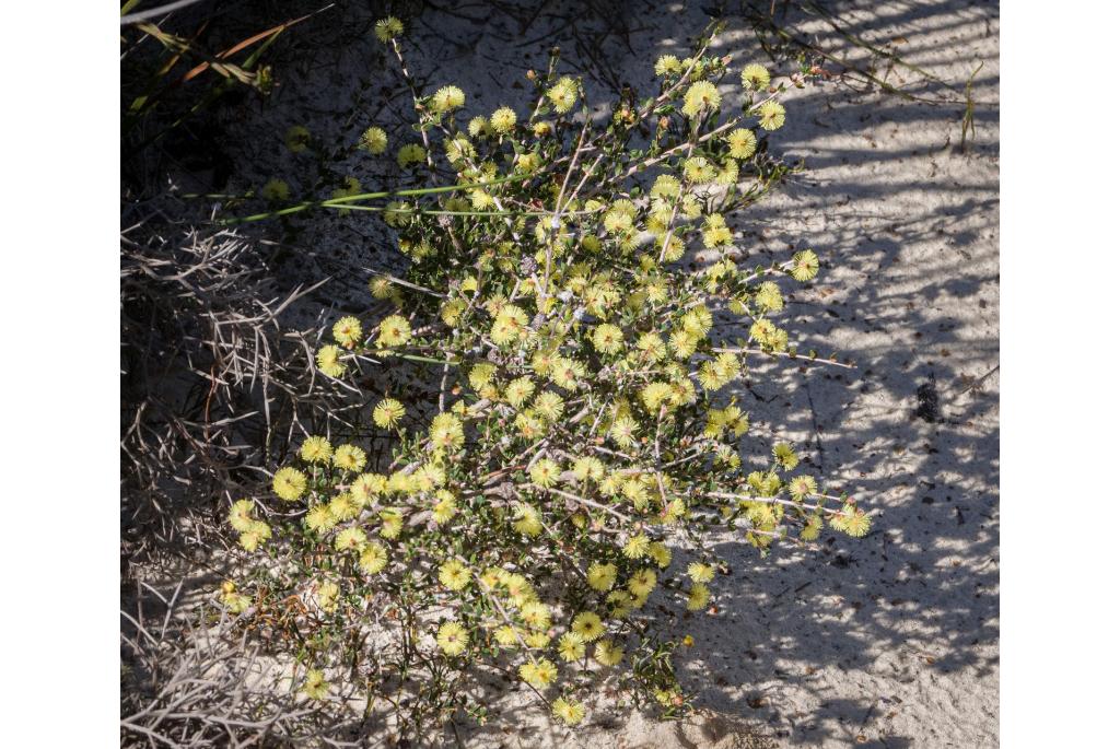 Gouden-bladerige Melaleuca