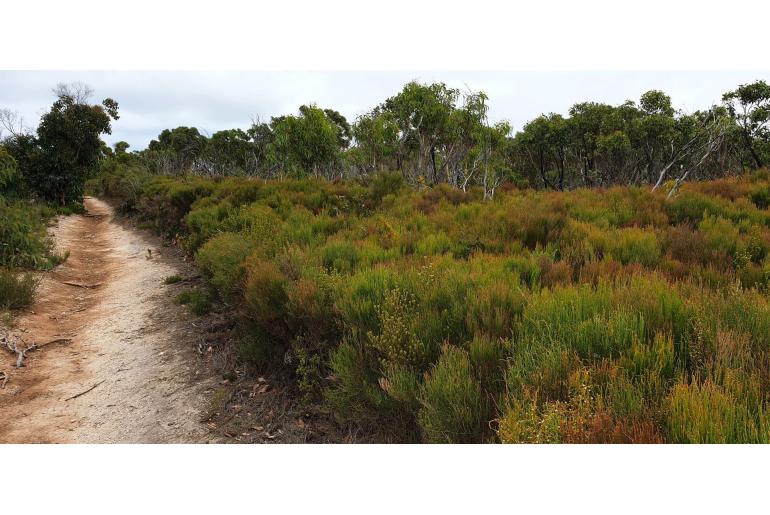 Allocasuarina muelleriana -2774