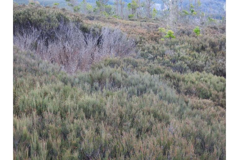 Allocasuarina nana -2775