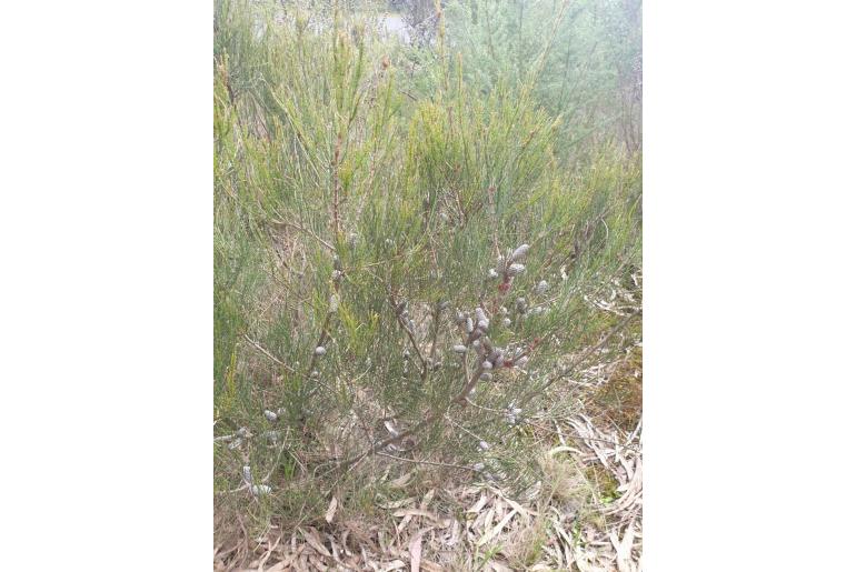 Allocasuarina paludosa -2776