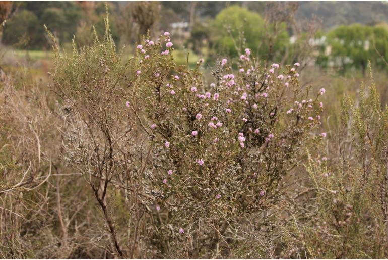 Melaleuca squamea -2777