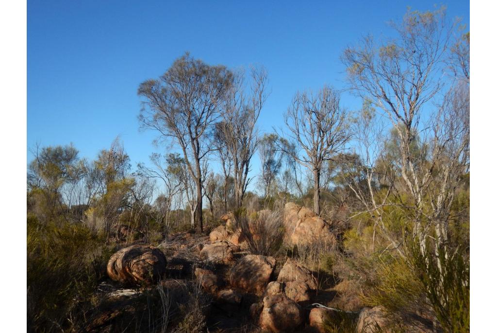 Hangende Casuarina