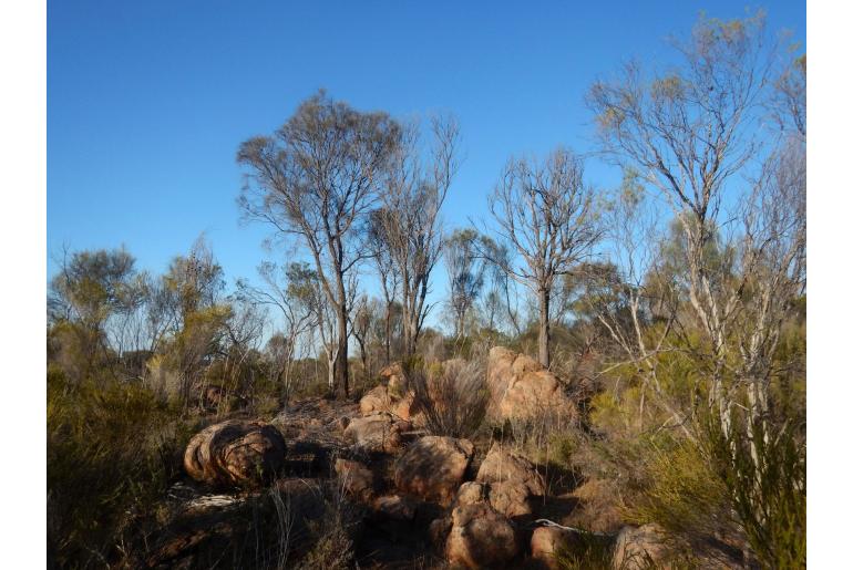 Allocasuarina verticillata -2779