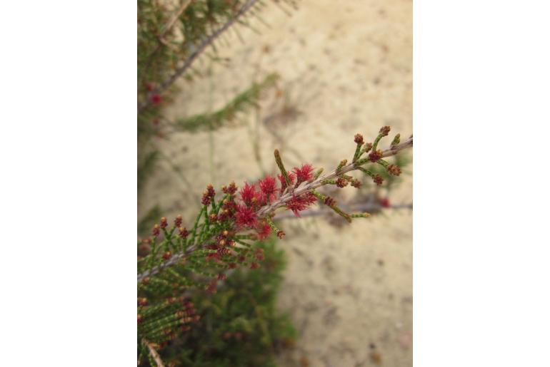 Allocasuarina thuyoides -2780