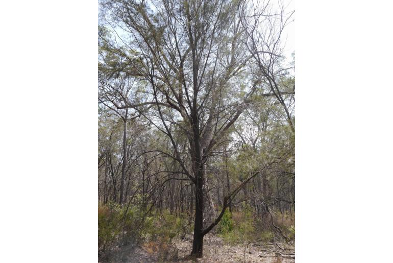 Allocasuarina torulosa -2781