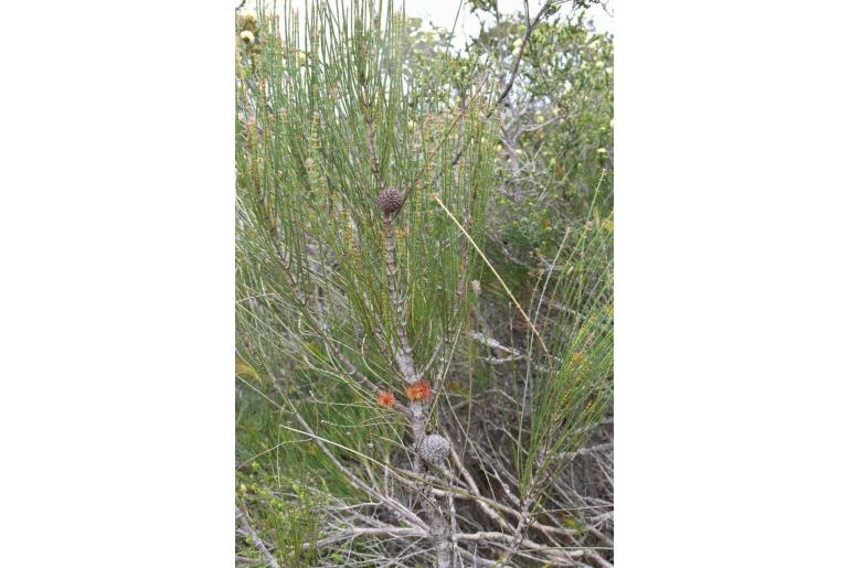 Allocasuarina trichodon -2784