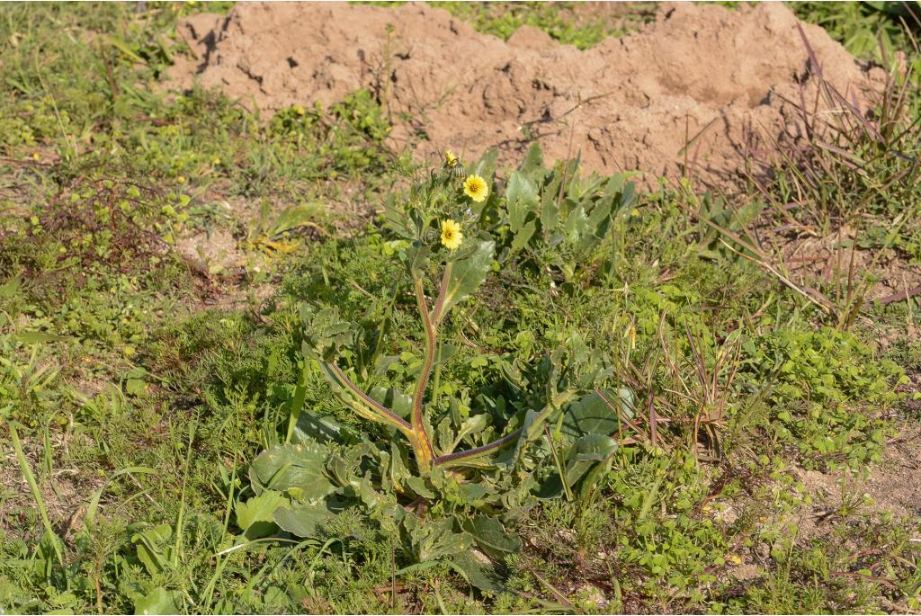 Monsterlijke kaapse margriet