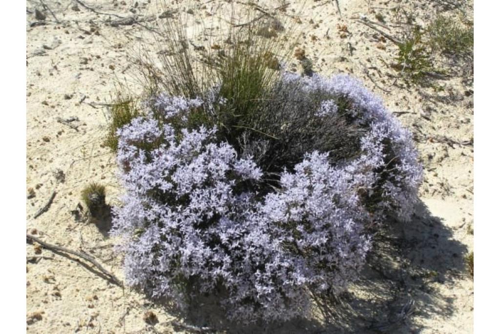 Conospermum met twee kransen