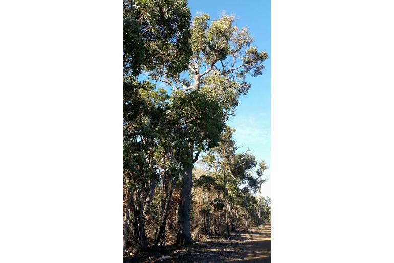 Corymbia calophylla -2825