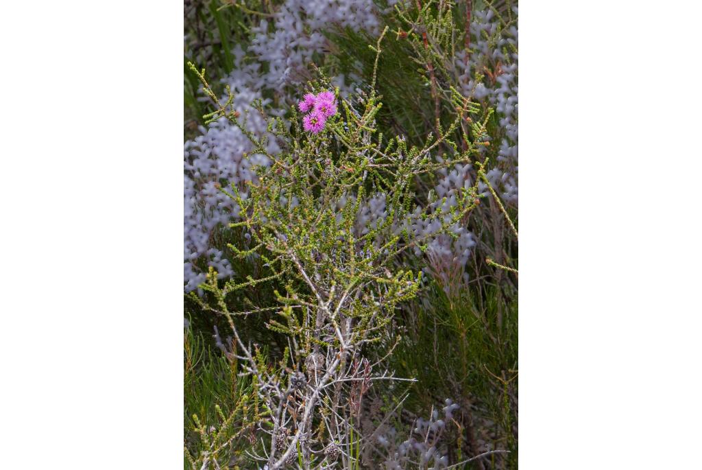 Empretum-leaved Melaleuca