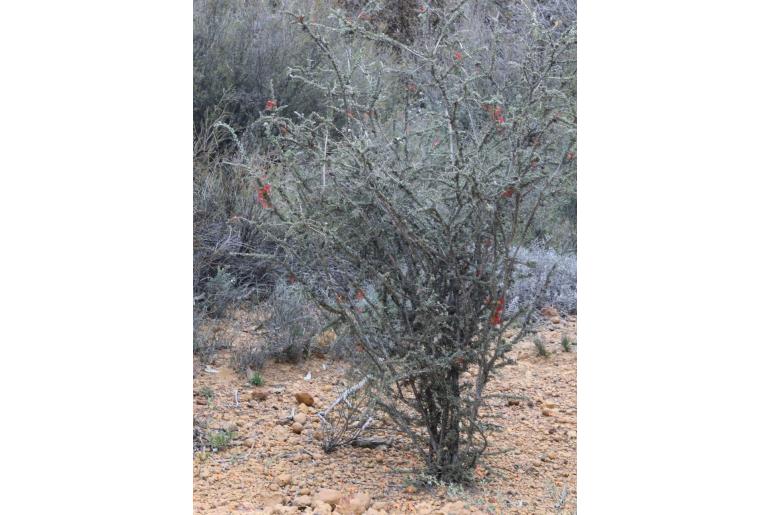 Melaleuca cinerea -2831