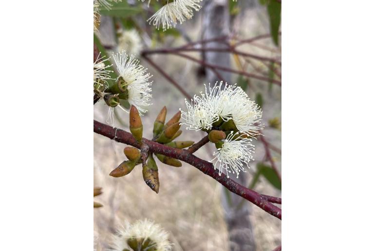 Eucalyptus x crispata -2842