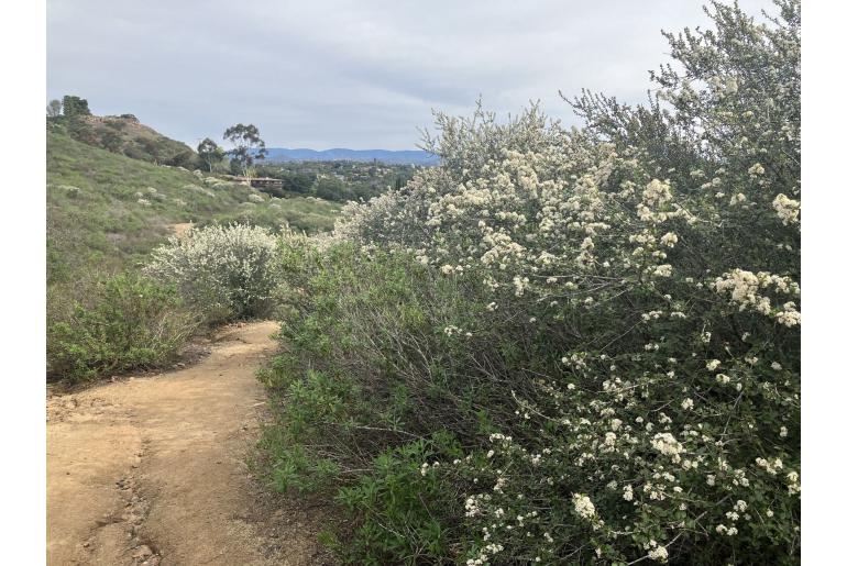 Ceanothus verrucosus -2853