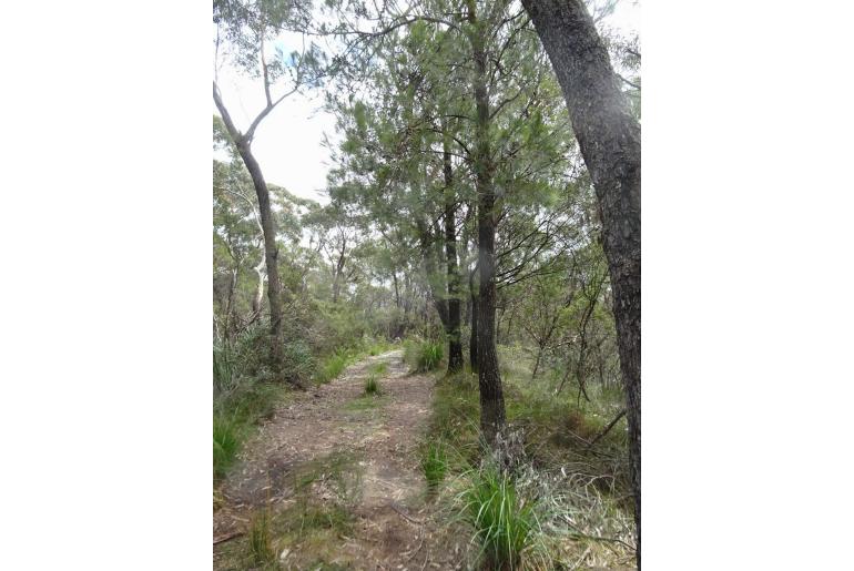 Allocasuarina diminuta -2874