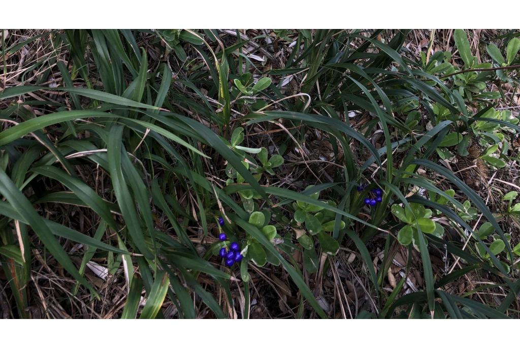 Strand dianella