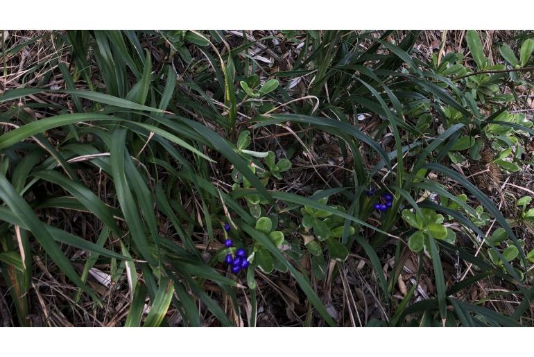 Dianella congesta -2880