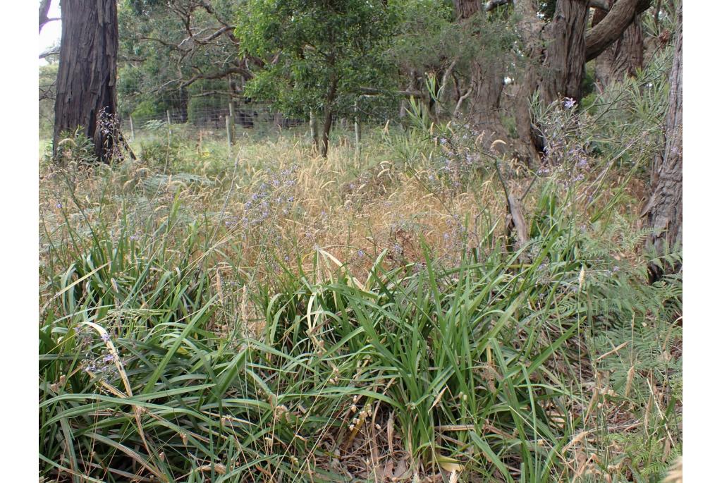 Langbladige dianella